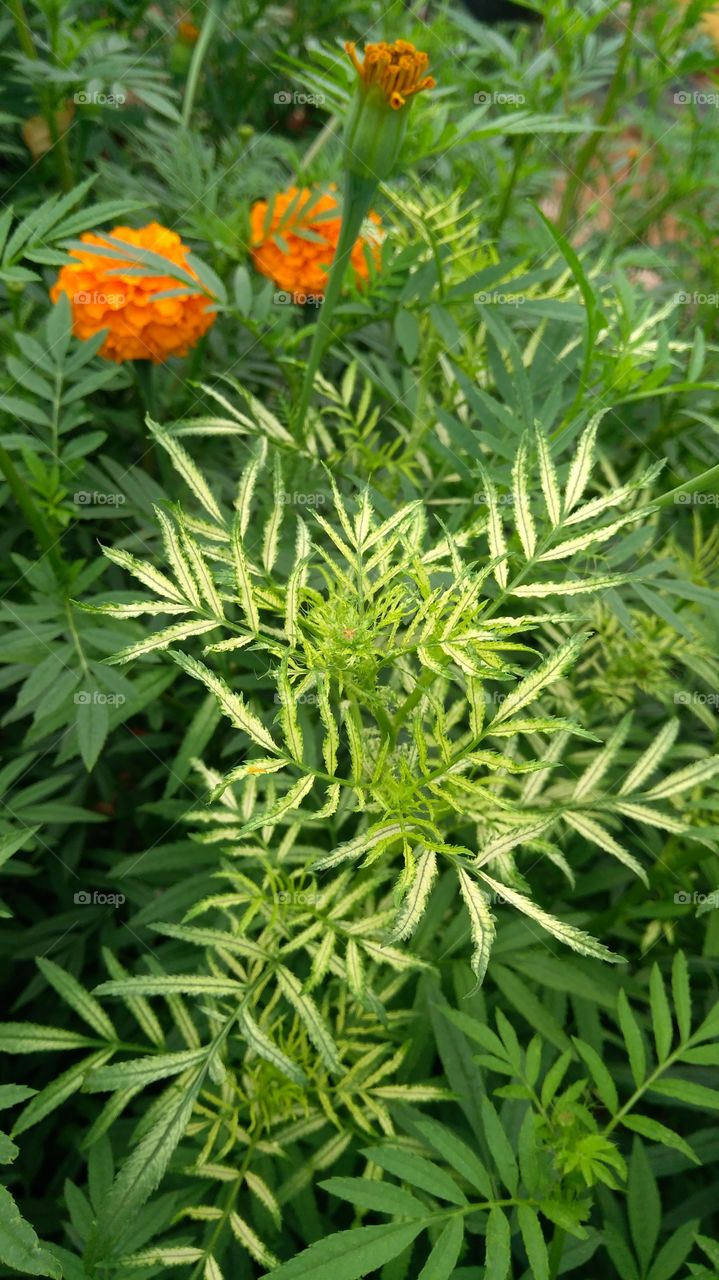 Close-up of marigold flower field