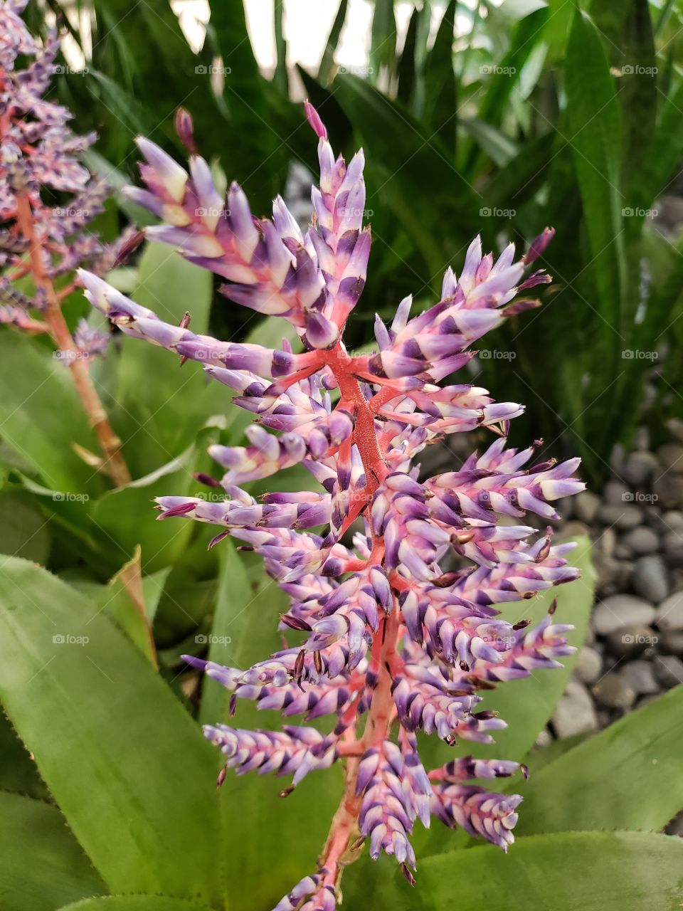 Tropical purple flowers