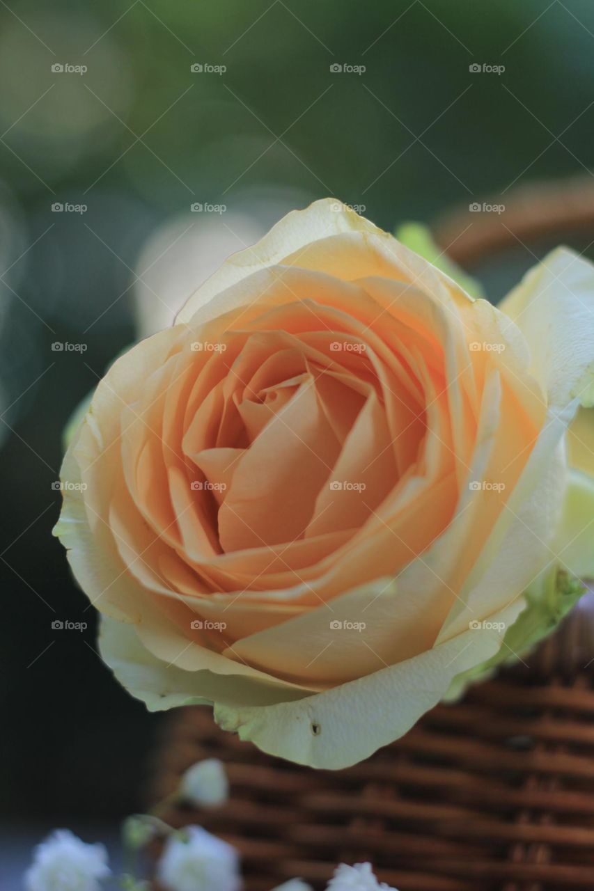 Rose flower in a rattan vase