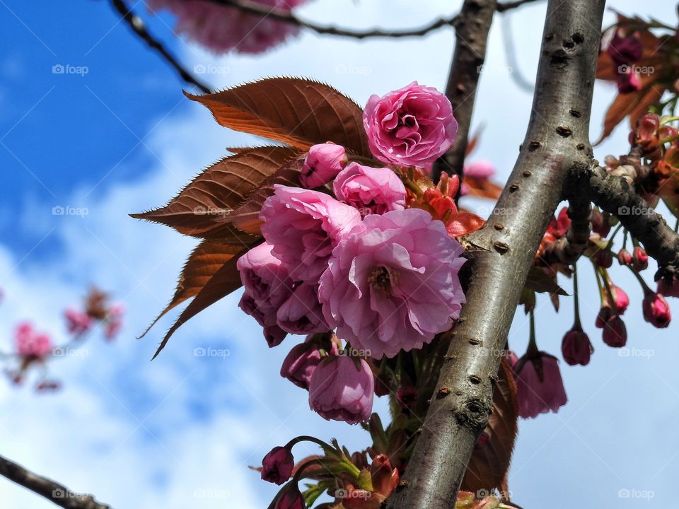 Pink cherry blossom flowers