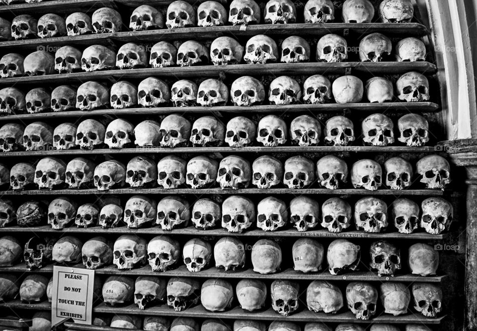 Rows of human skulls on shelve - black and white 