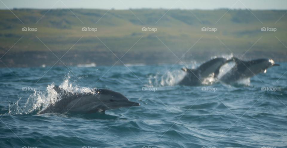 jumping diving dolphins south africa by paulcowell