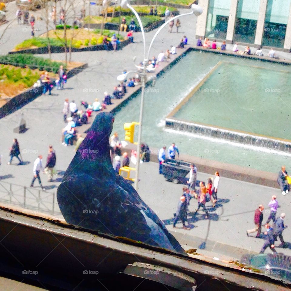 Pigeons of New York