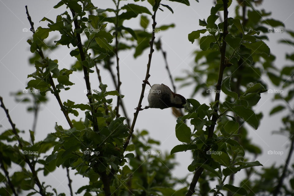 bird stretching to the right in pussy willow