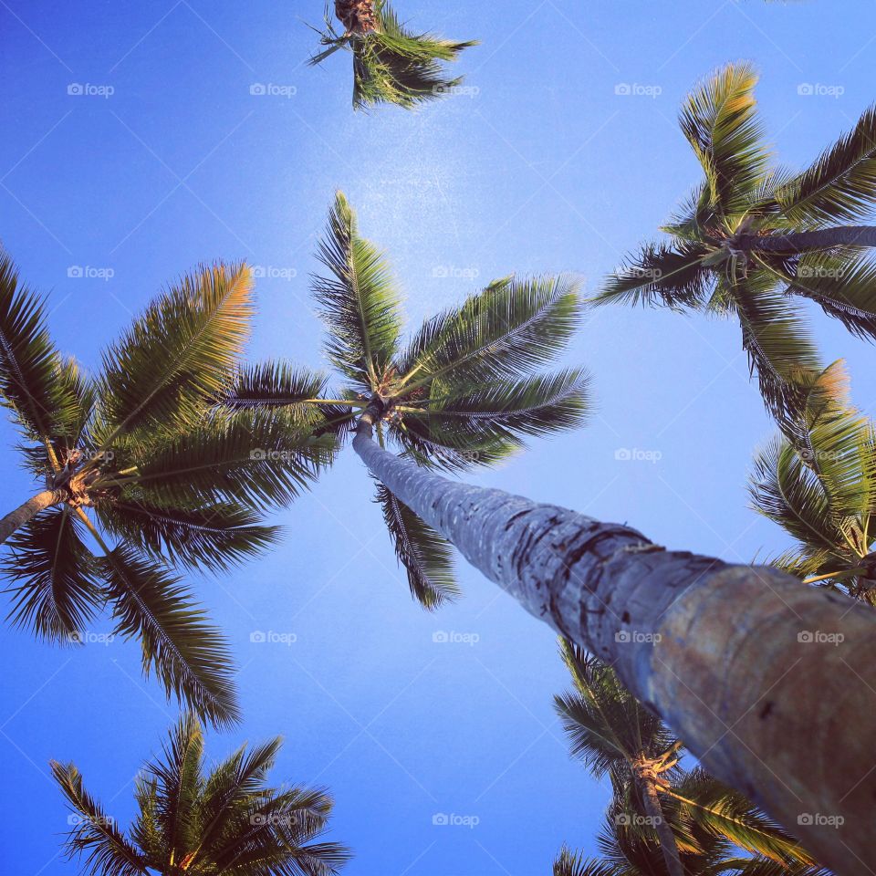 Palm trees in Dominican Republic