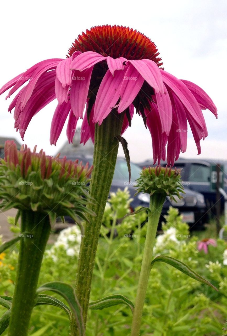 Cone flower