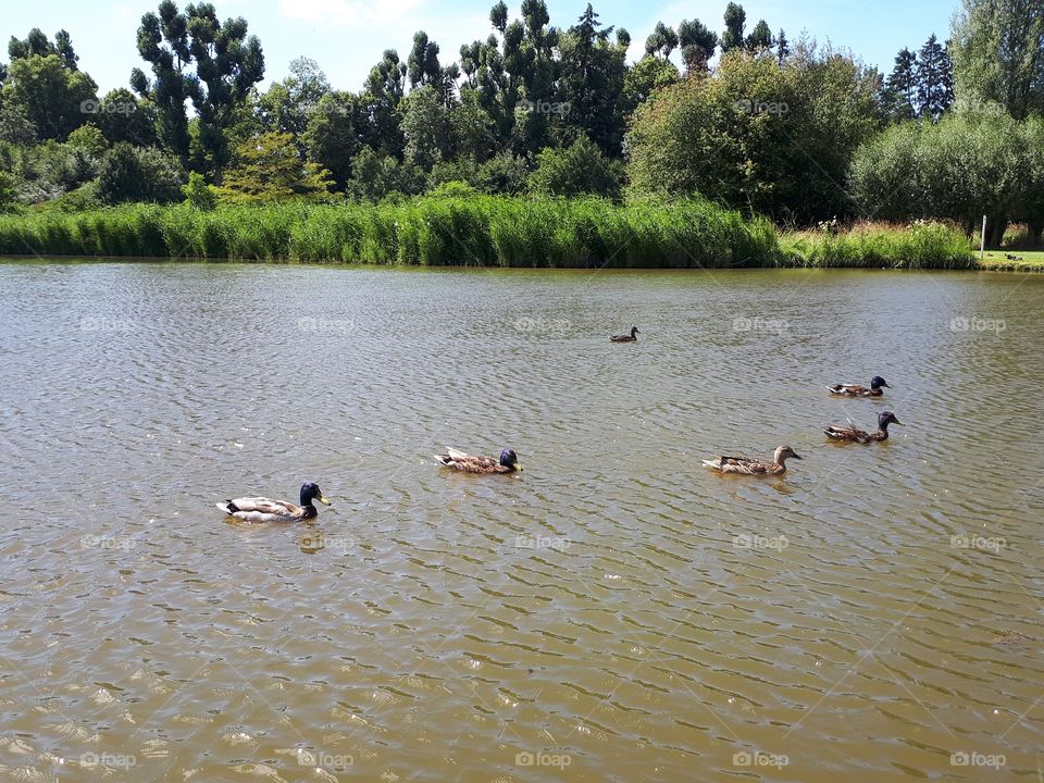 Ducks in the pond.