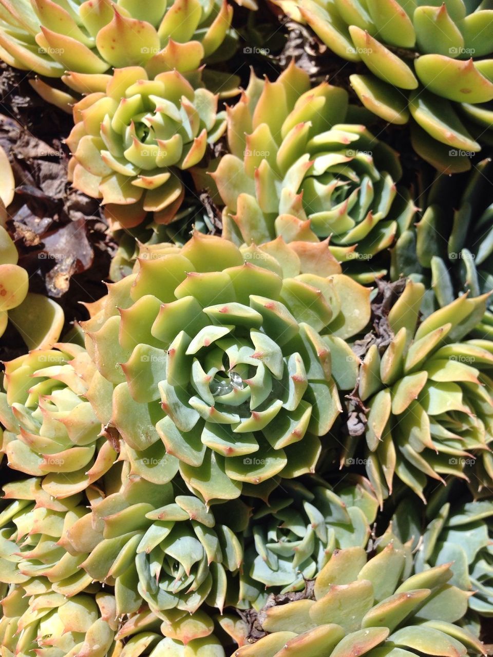 Hens And Chicks