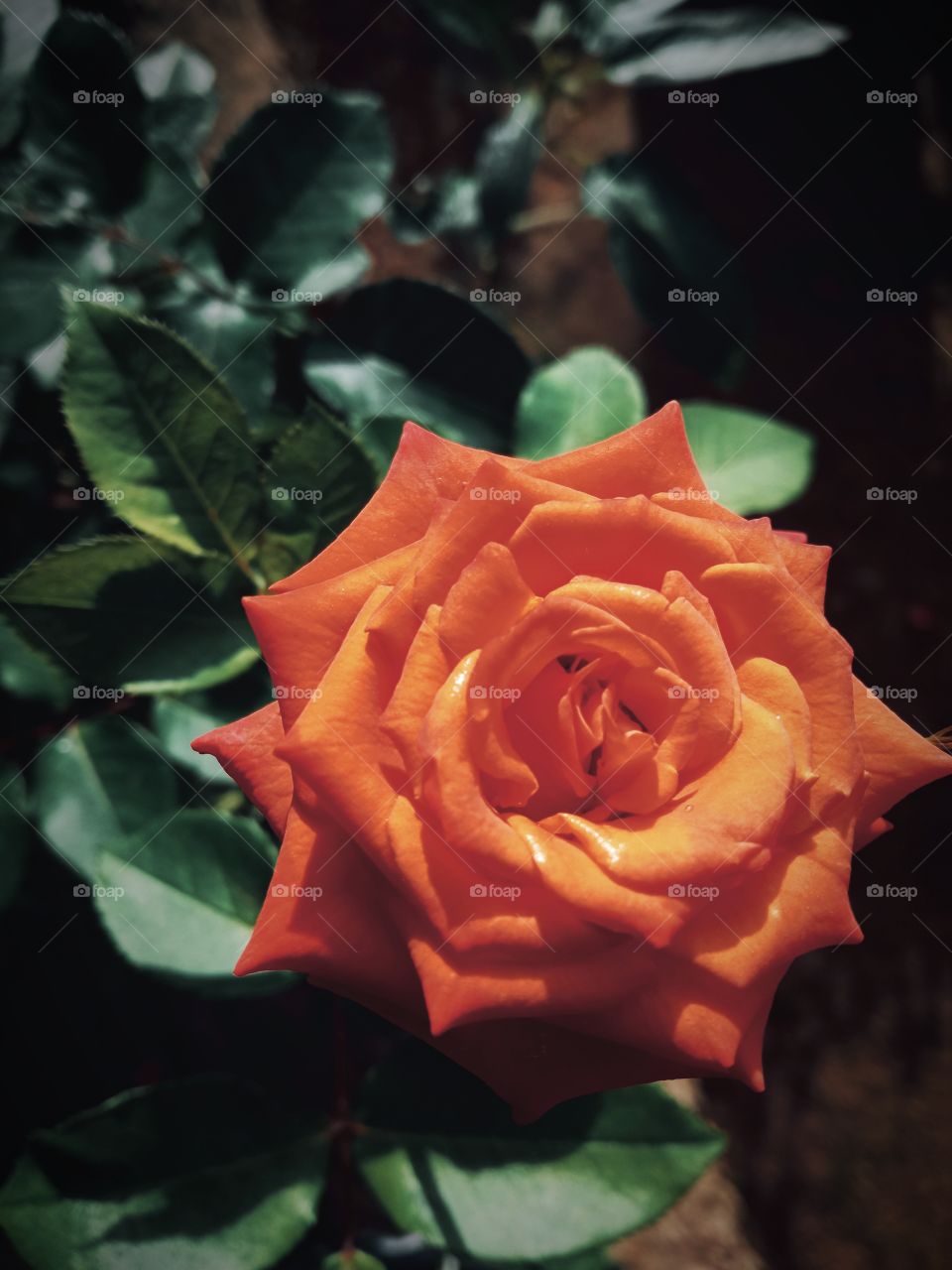 Beautiful rose flower..