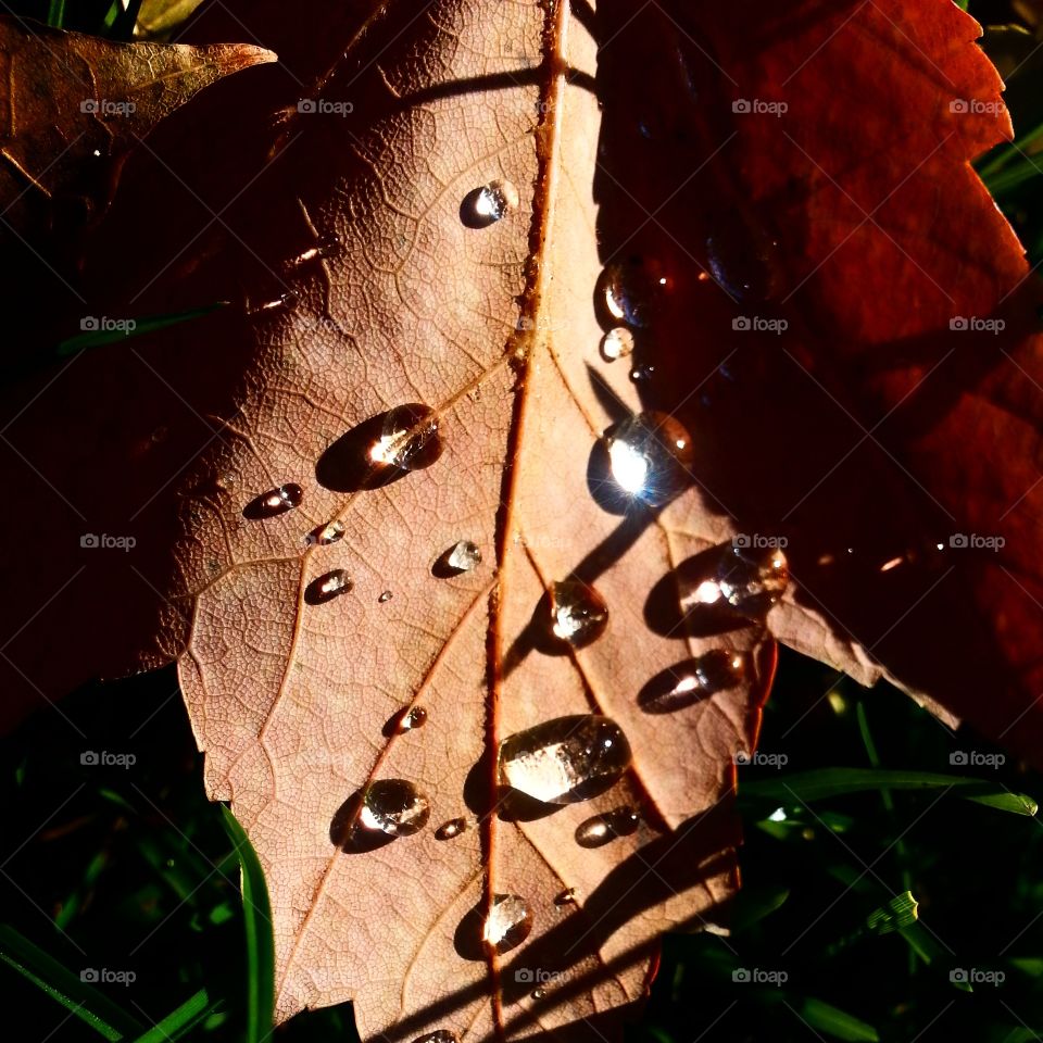 dewy leaf