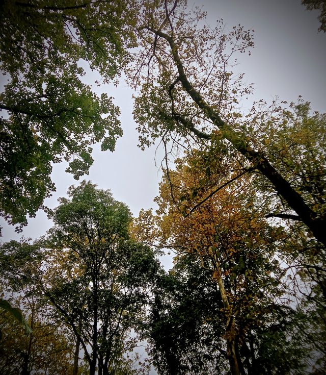 forest