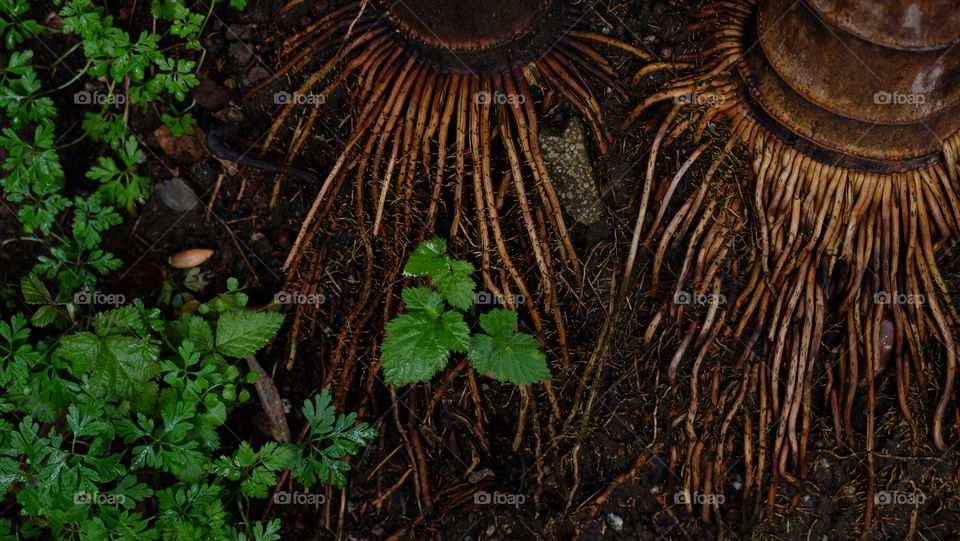 Bamboo roots