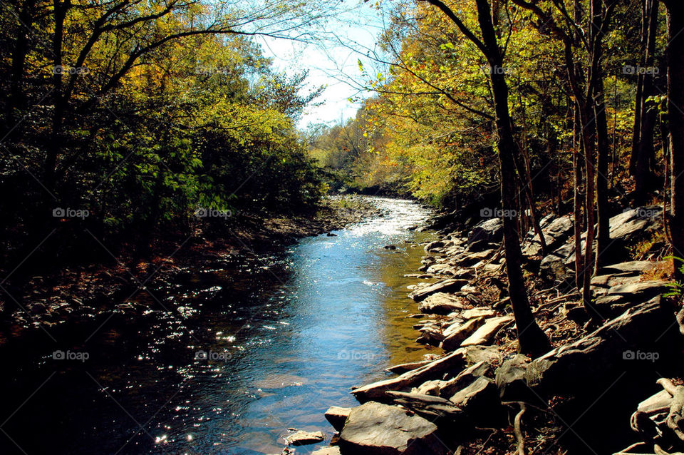 gatlinburg tennessee tree trees leaves by refocusphoto