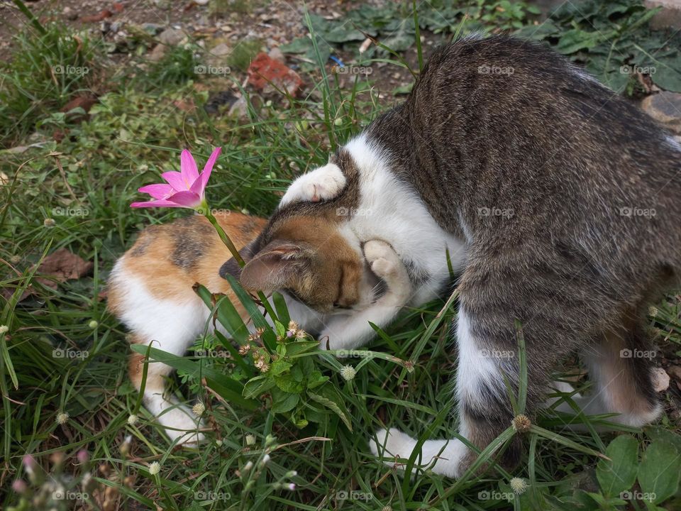 Cute kitten playing in the grass