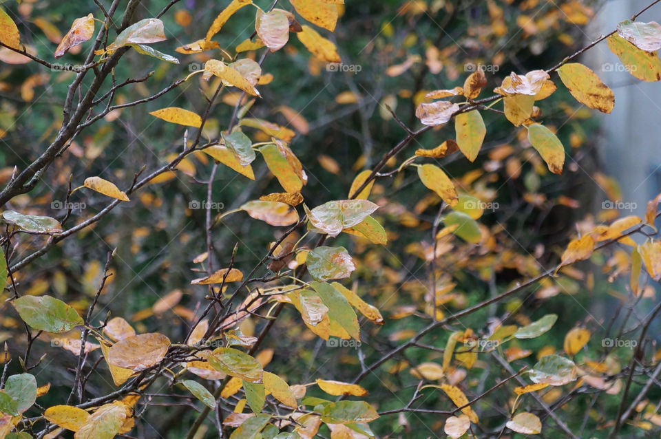 italy trees leaves autumn by lexlebeur