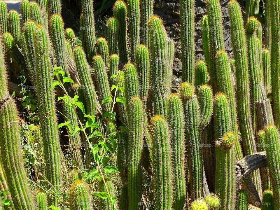 Cactus