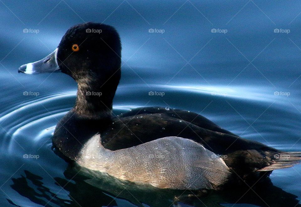 Ring-necked Duck on Blue Water