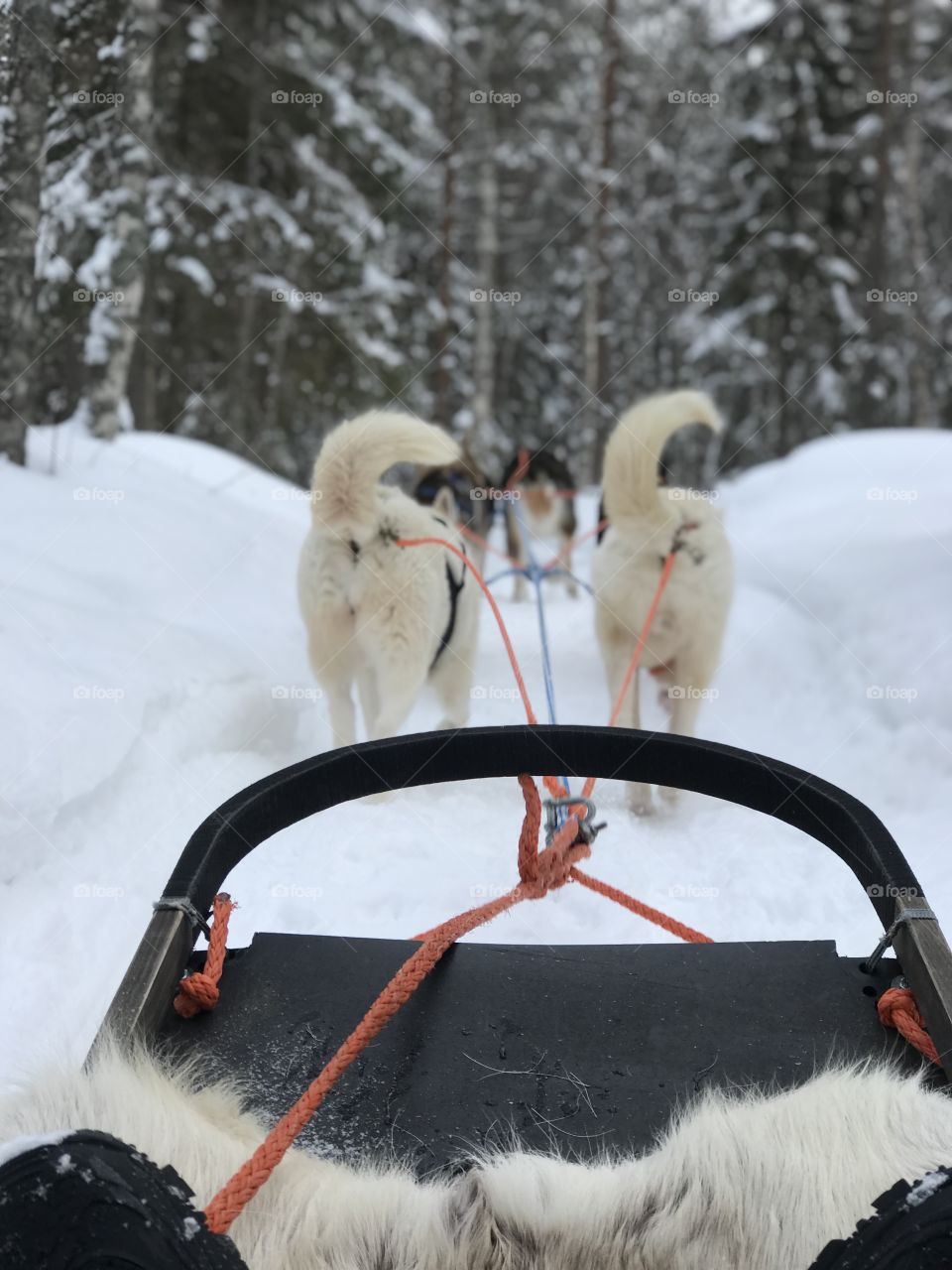 A husky sleigh ride in Oulu, Finland a few months ago. Most amazing experience. 