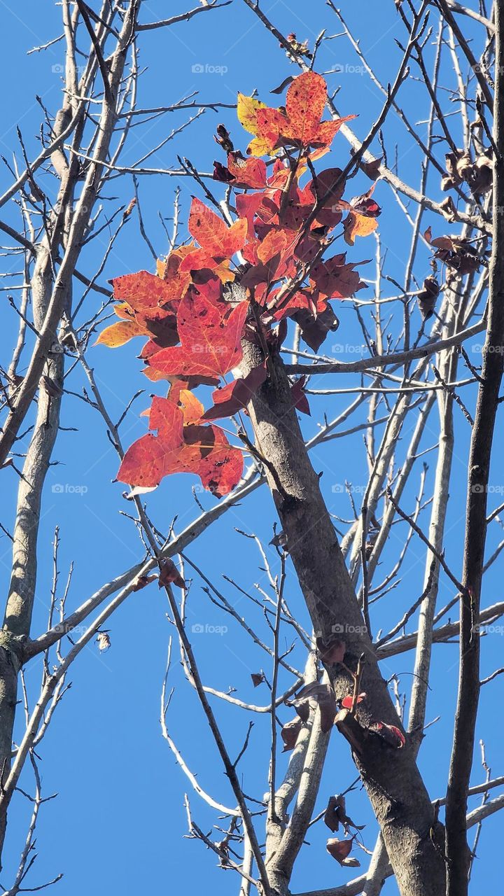 There are red leaves on the tree