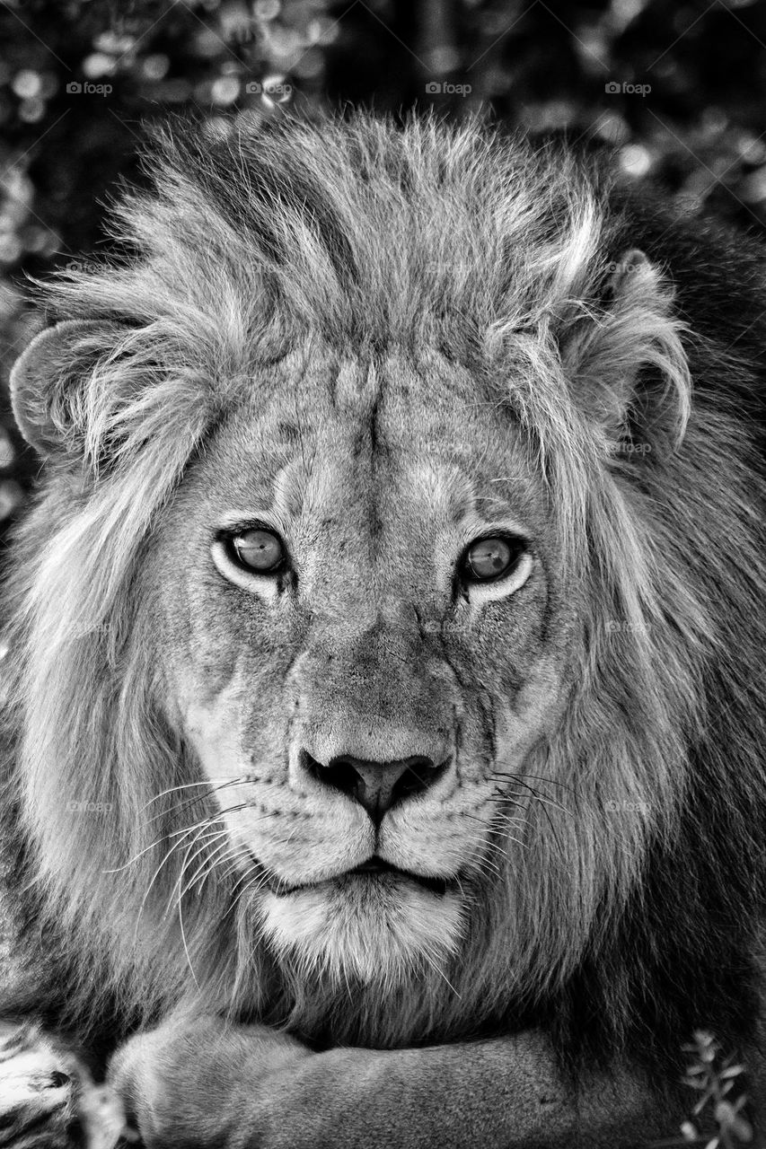 Amazing male lion