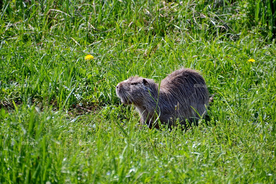 otter