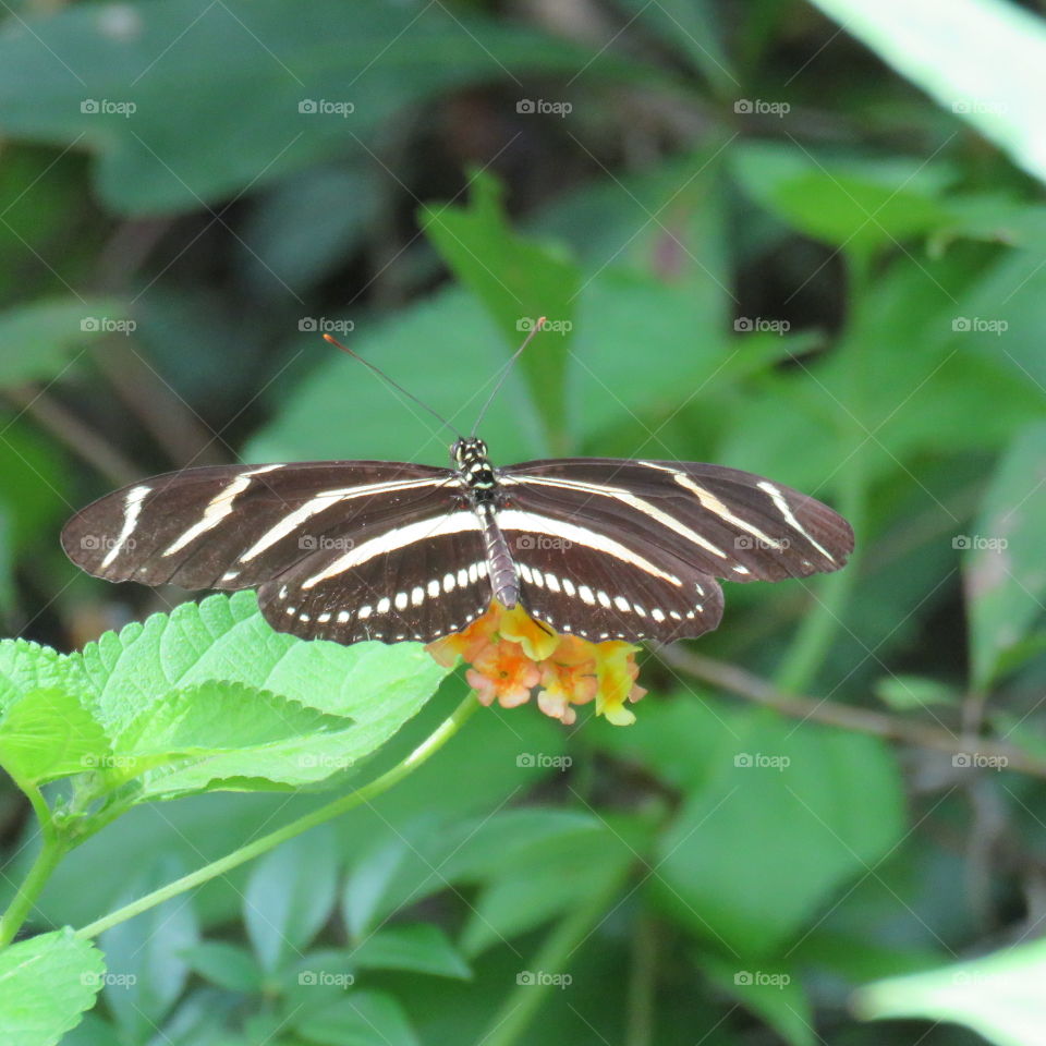 zebra longwing