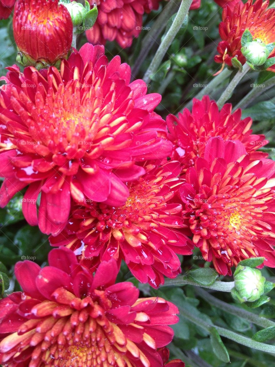 Chrysanthemums after the rain