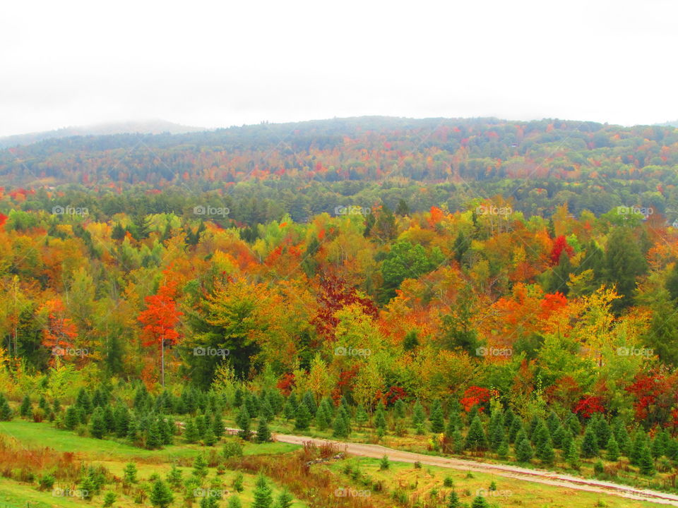 Fall, Nature, Tree, Wood, Landscape