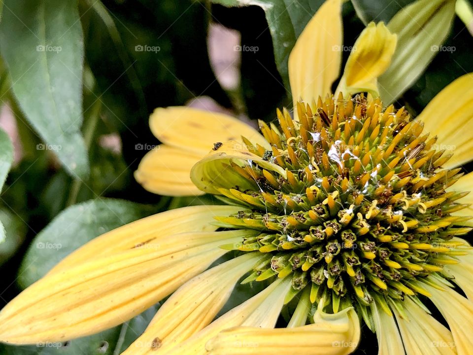 Closeup coneflower with slug trail