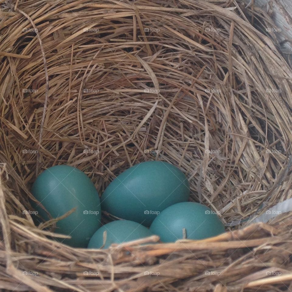 Robins eggs in the nest!. Robins eggs, blue eggs, turquoise eggs, spring eggs, hatching soon, Robins eggs in spring colors!