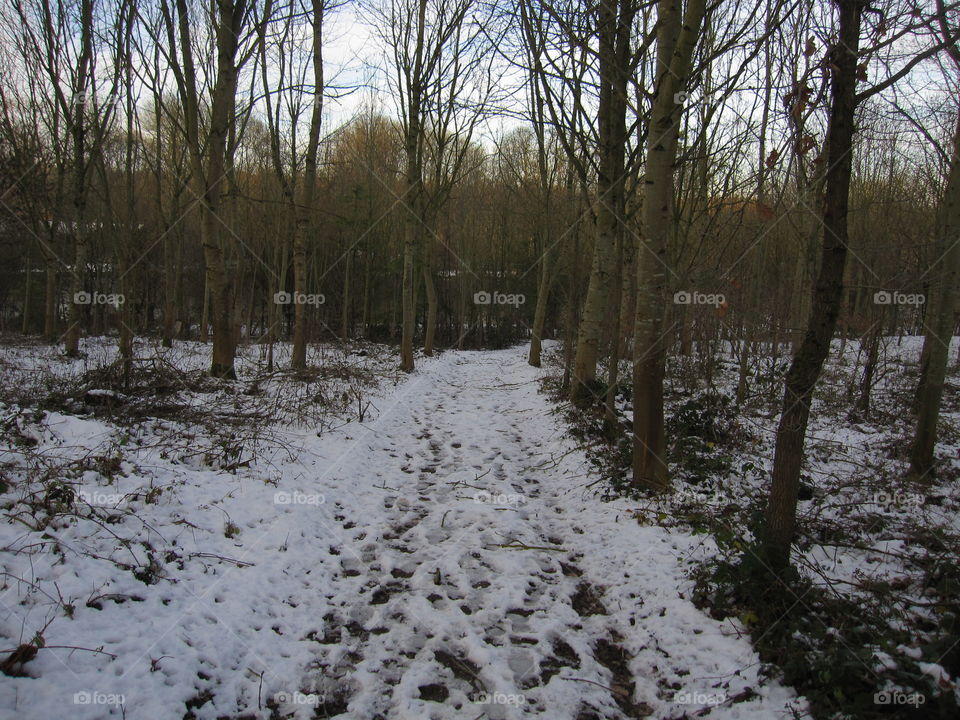 A Snowy Woodand Walk