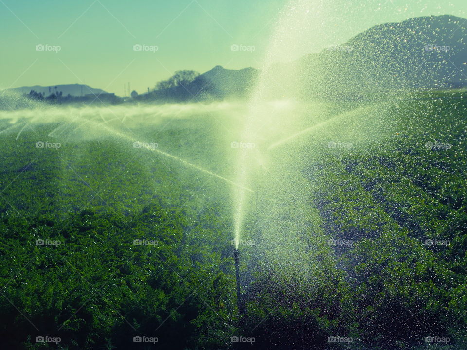 Watering the Fields