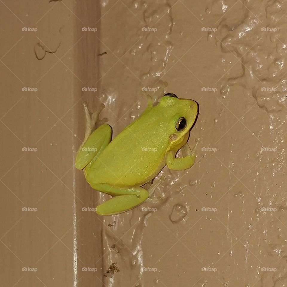 A Yellow Frog