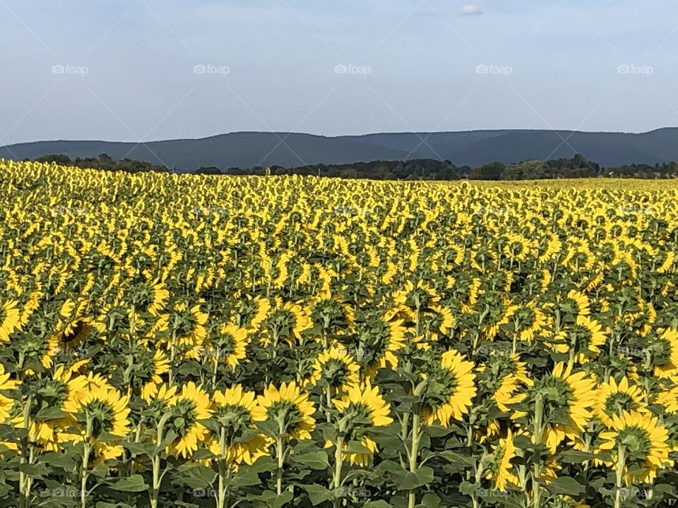 Looking out back view of sunflower fields sky and mountains 