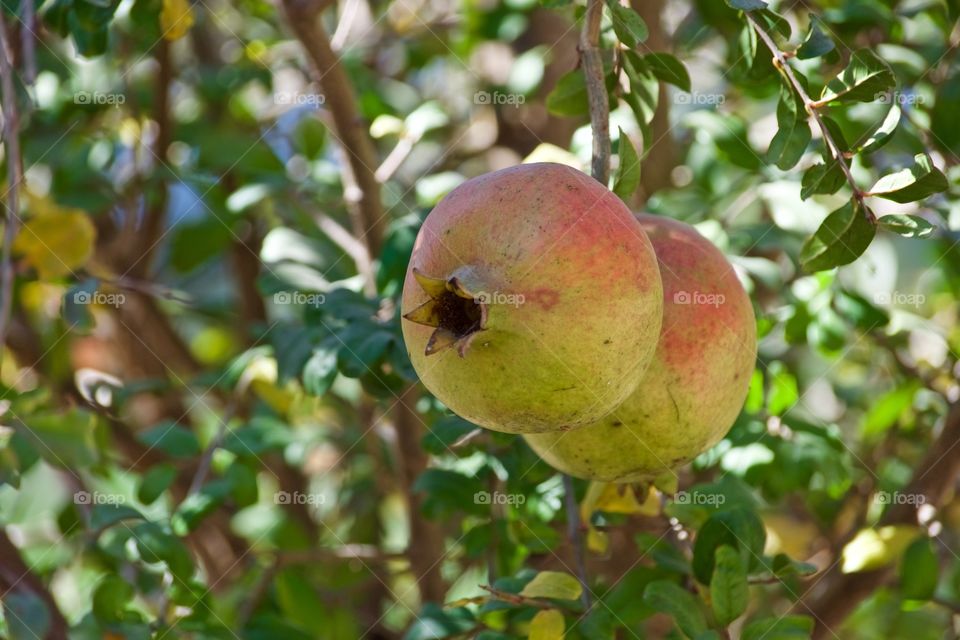 Pomegranate