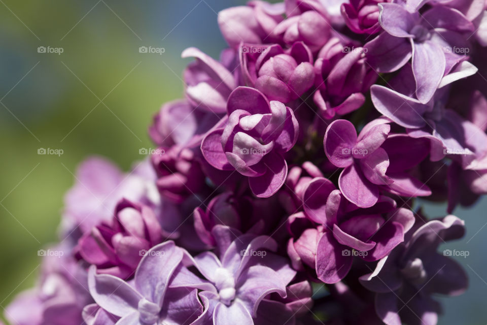 Branch with spring lilac flowers