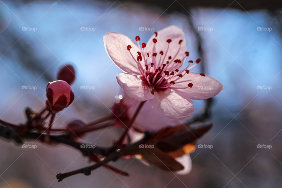 A spring pink flower