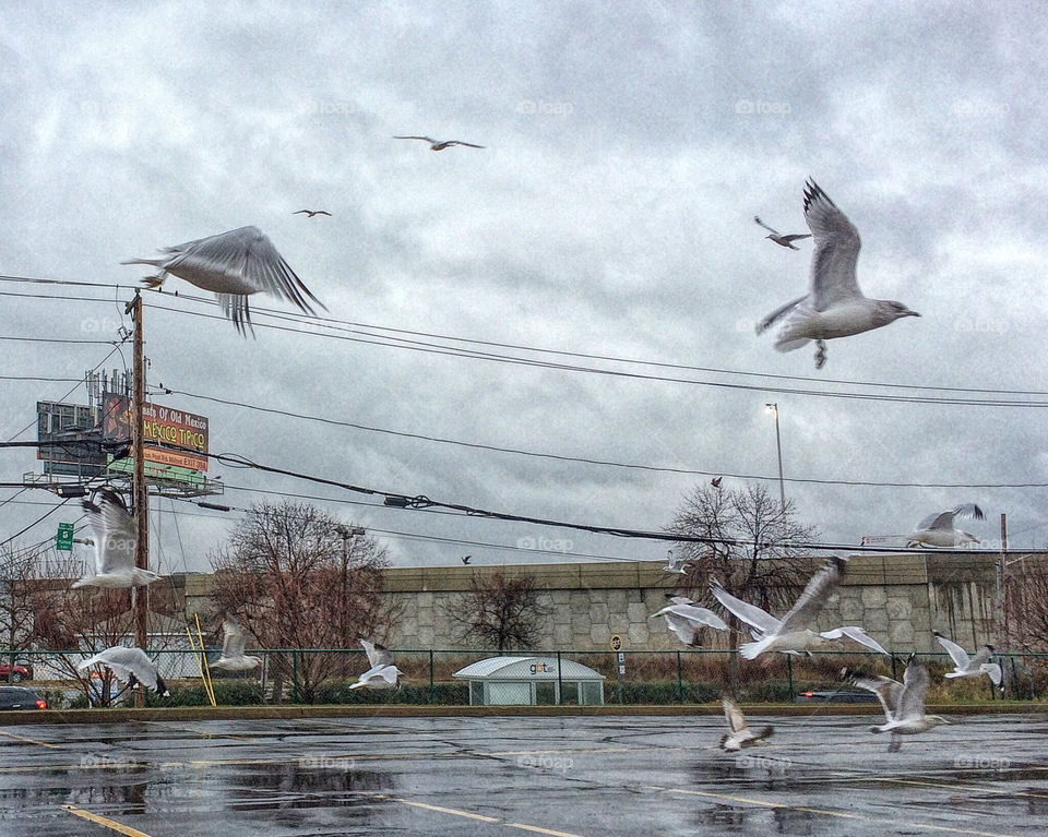 Gulls and grey skies