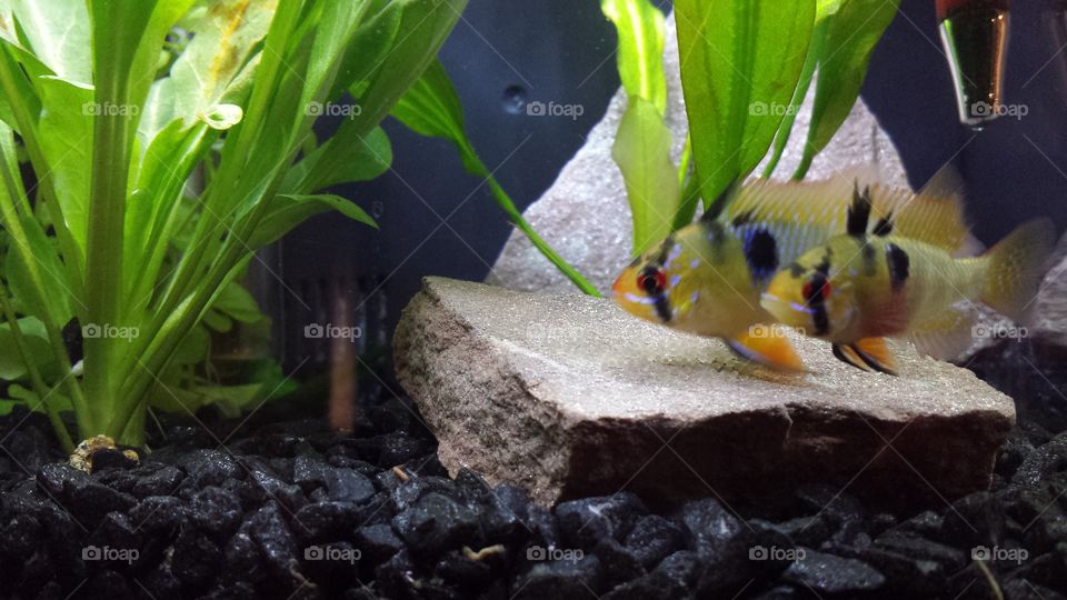 Fish pair lay egg