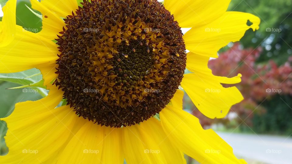 Hole-y Sunflower