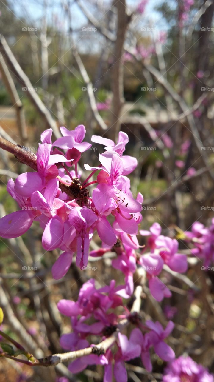Pretty flowers from the zoo.