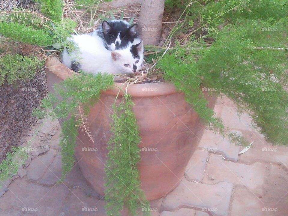 Two babies cats.