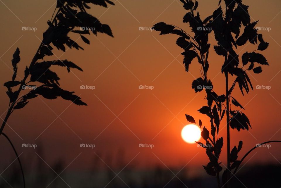 Sea oats sunset