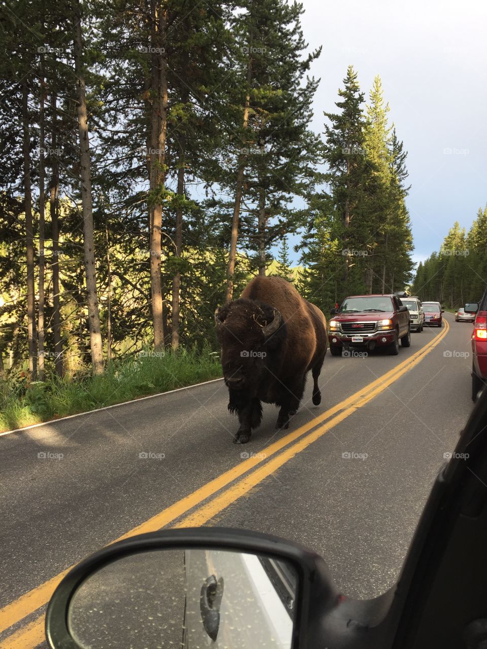 A common occurrence on my commute while I lived and worked in Yellowstone