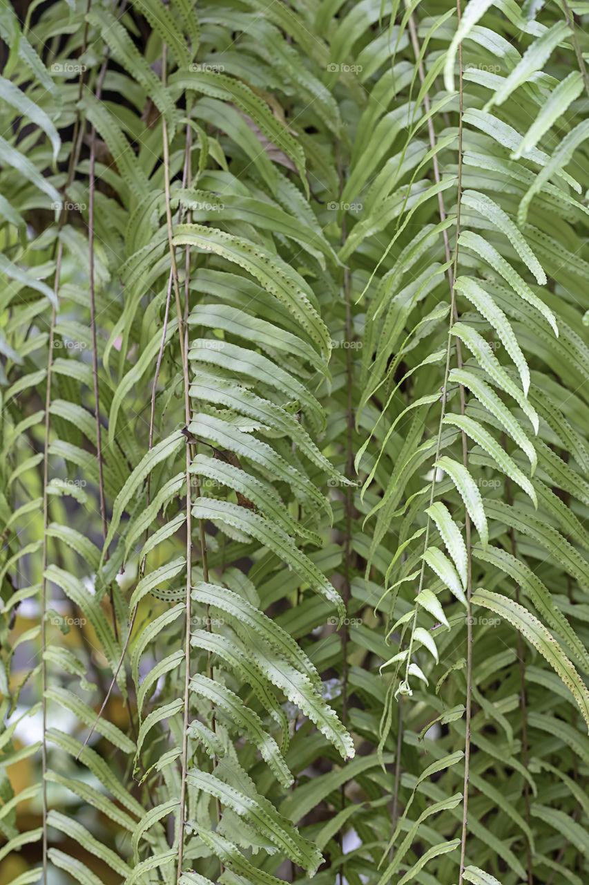 Stripes bright green foliage Used as a background