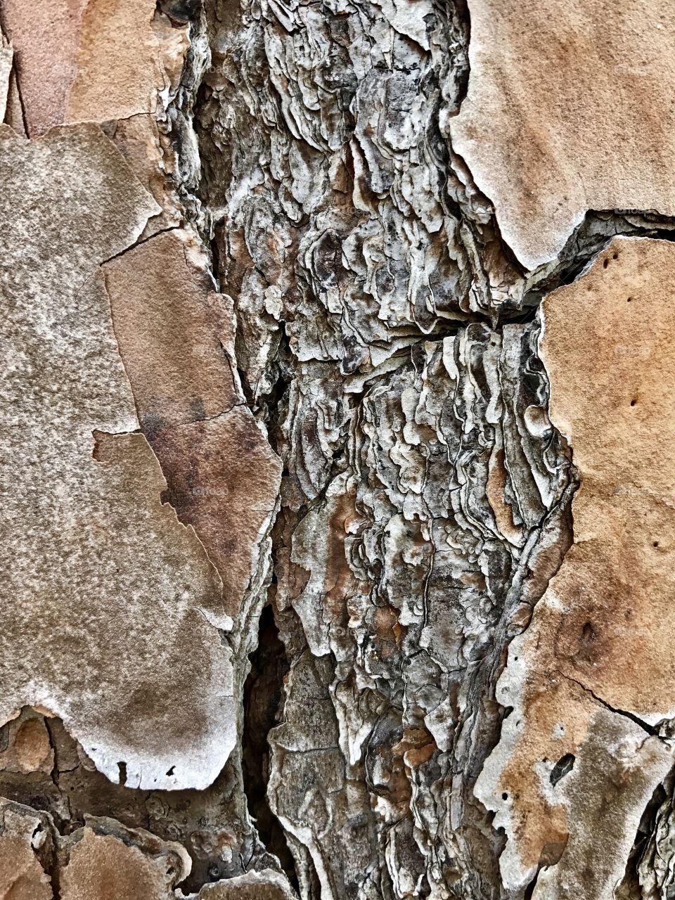 Interesting Tree bark