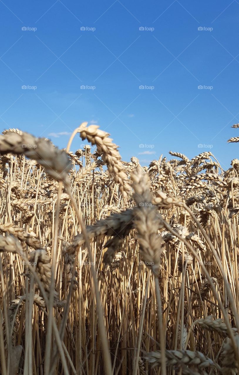 summer: new bread is growing