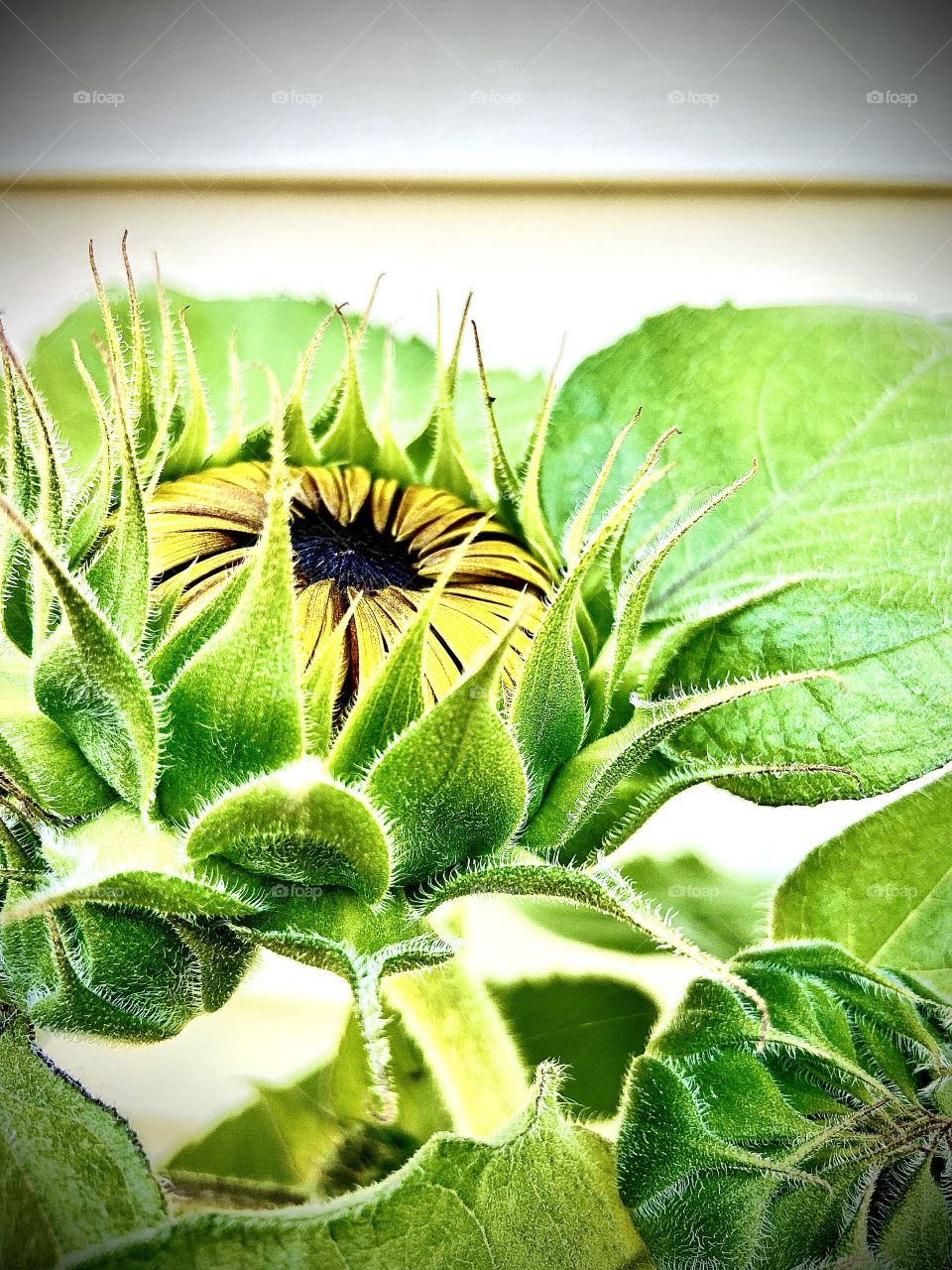 Just before the bloom