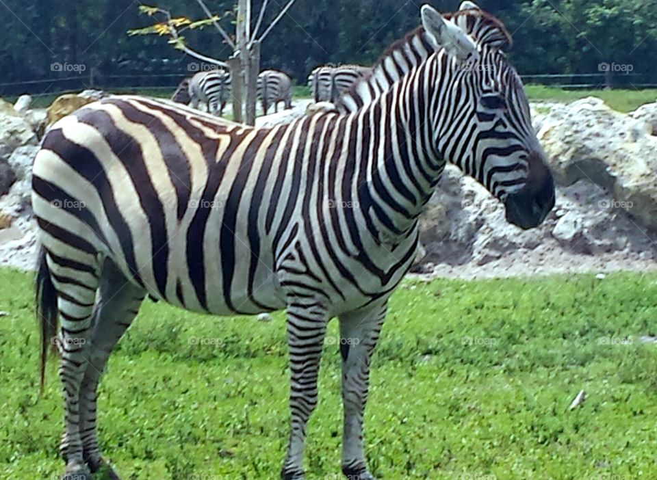 Zebra