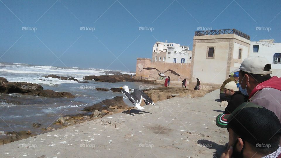 seagull and some people around the beach.